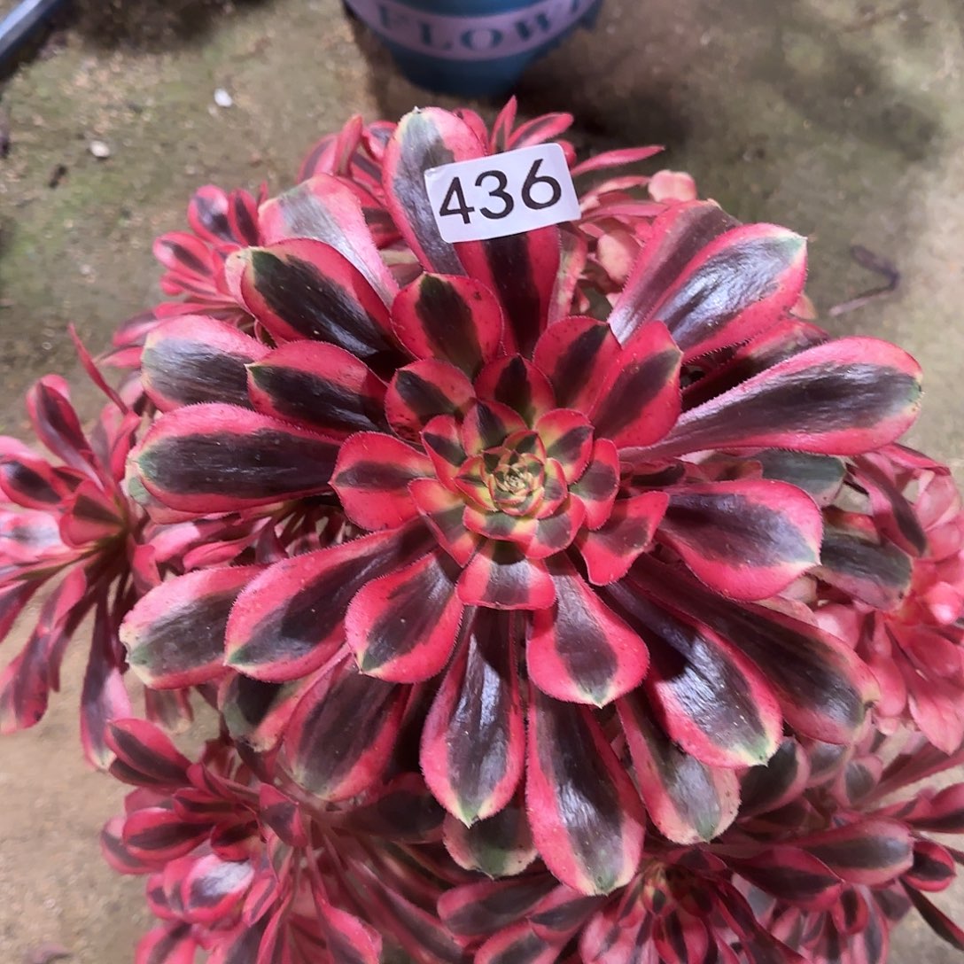 多肉植物法师初恋436