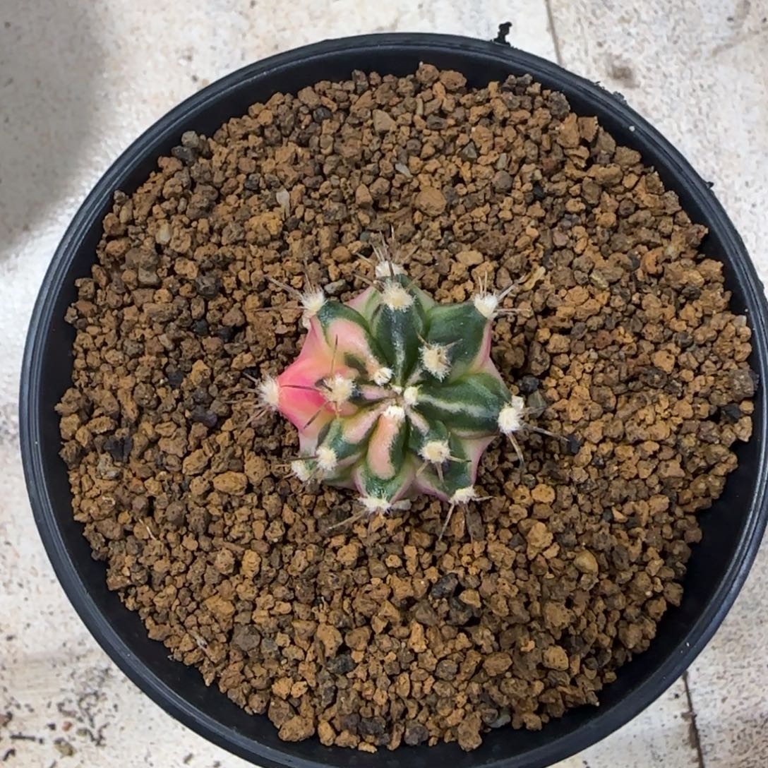 泰系米哈锦一代侧