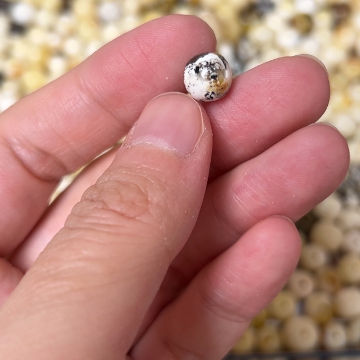 蜜蜡未镶嵌裸石8.4mm一个