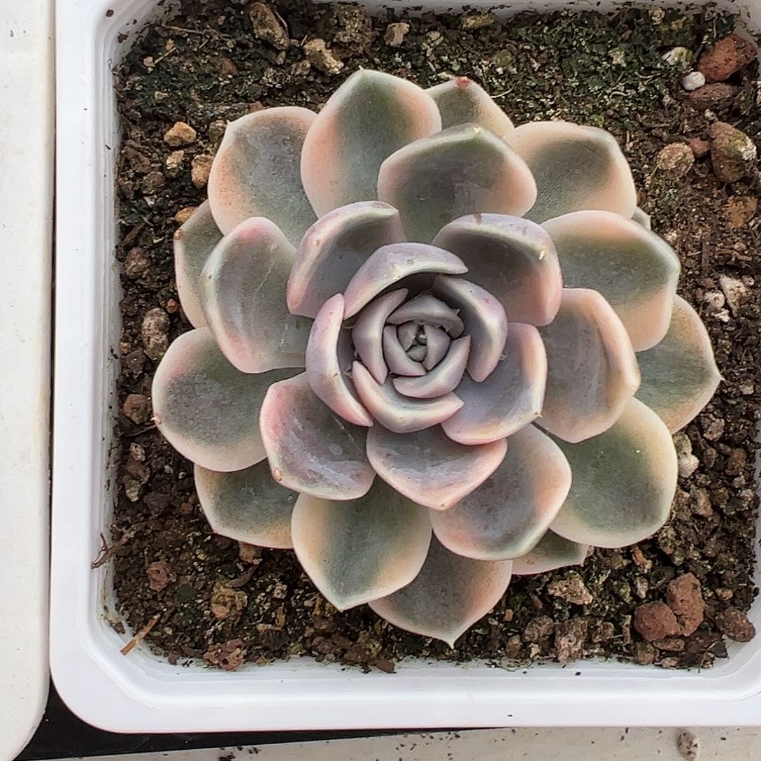 满38包邮汉堡锦多肉