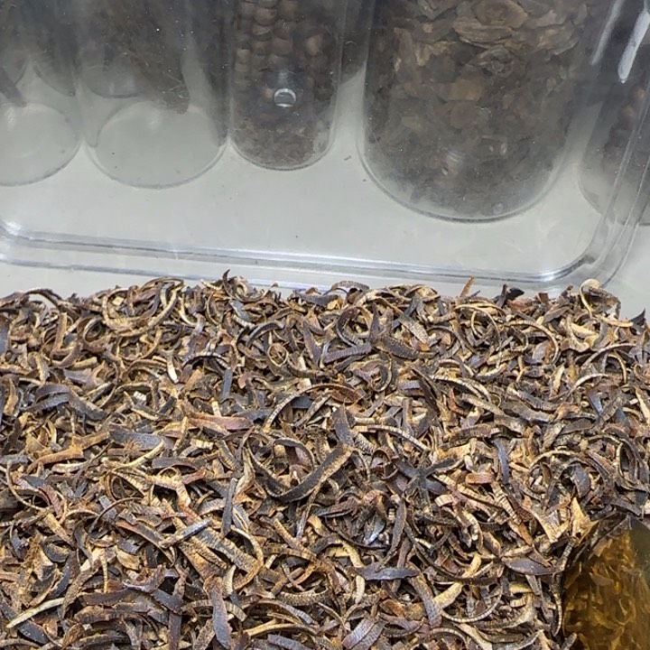 风车木（黑檀木）思****）海南绿棋树100克