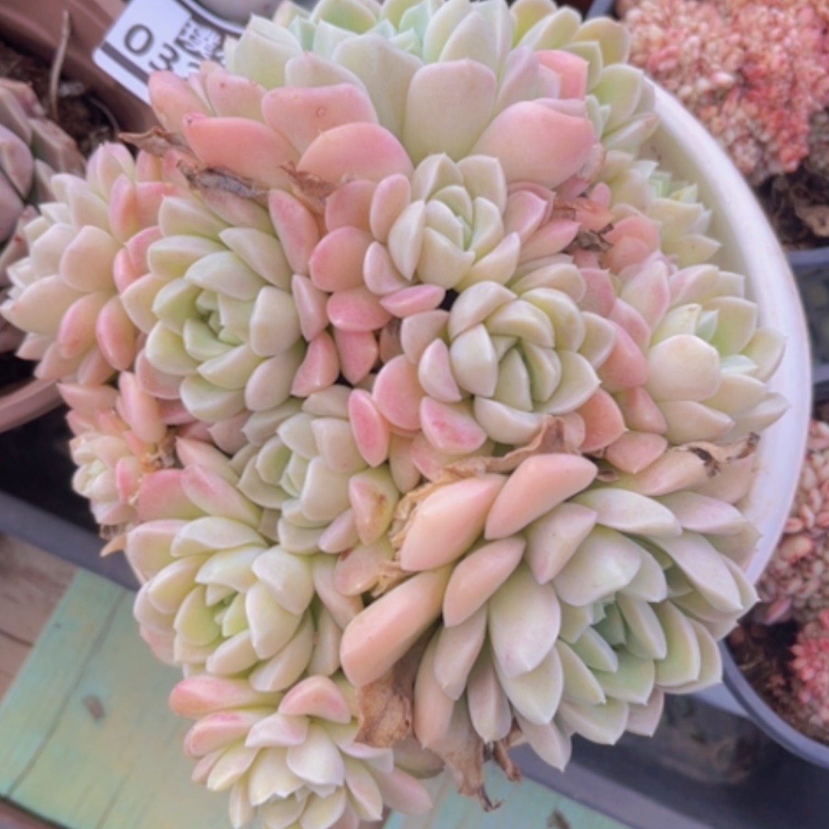 【闪购商品】奶油美人03217