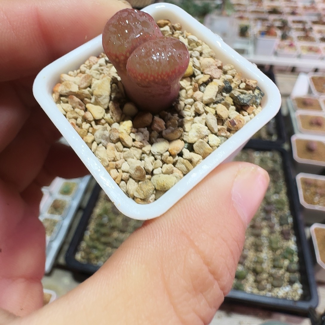 柒***凉多肉植物福利风铃63特级红风铃