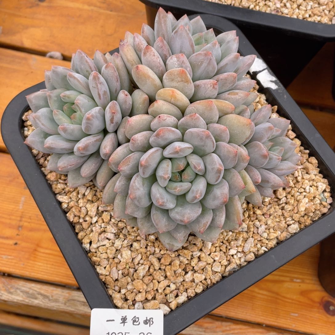 1025-26-半夏美人。。。。。，