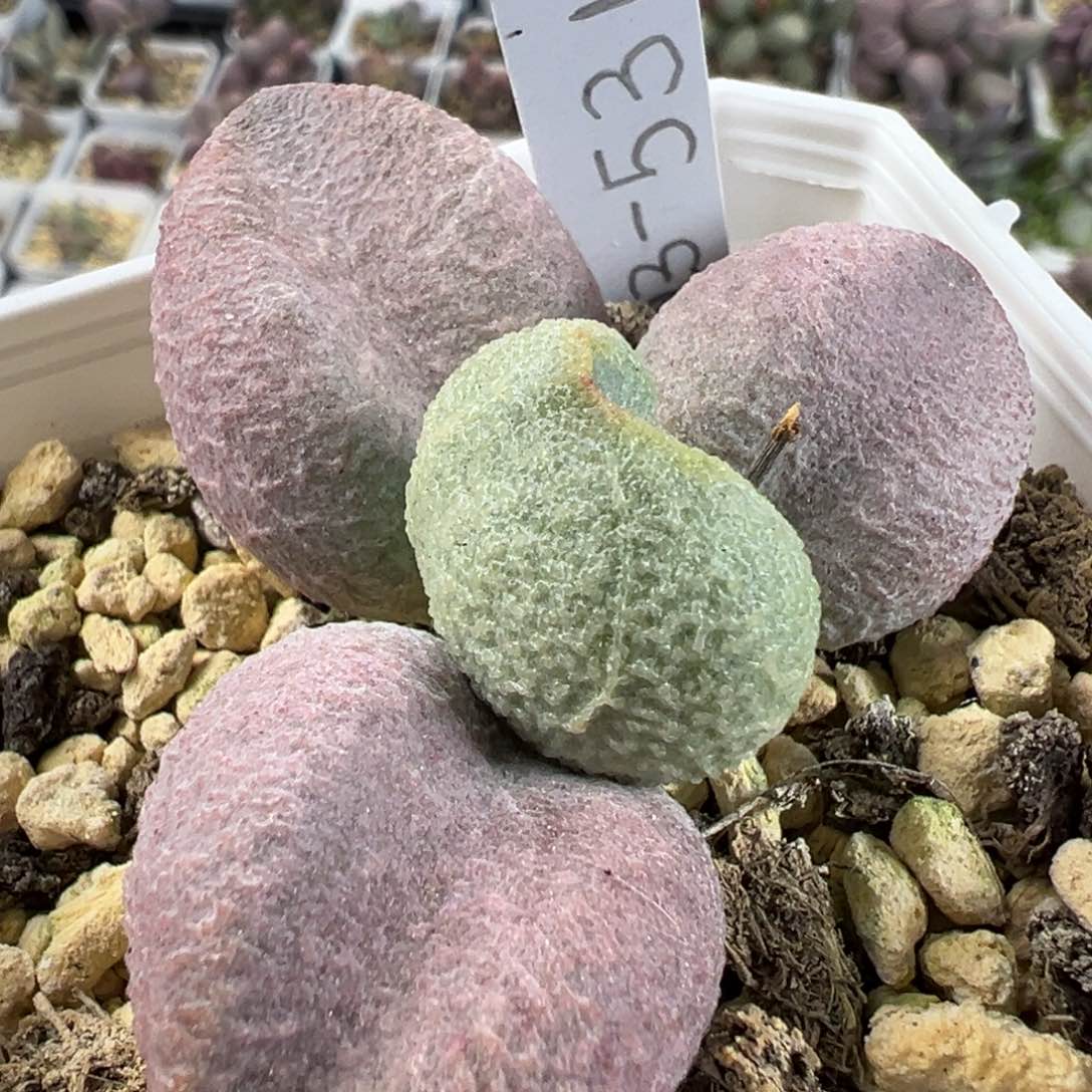 实生023-531粉色系单头纯木质桩