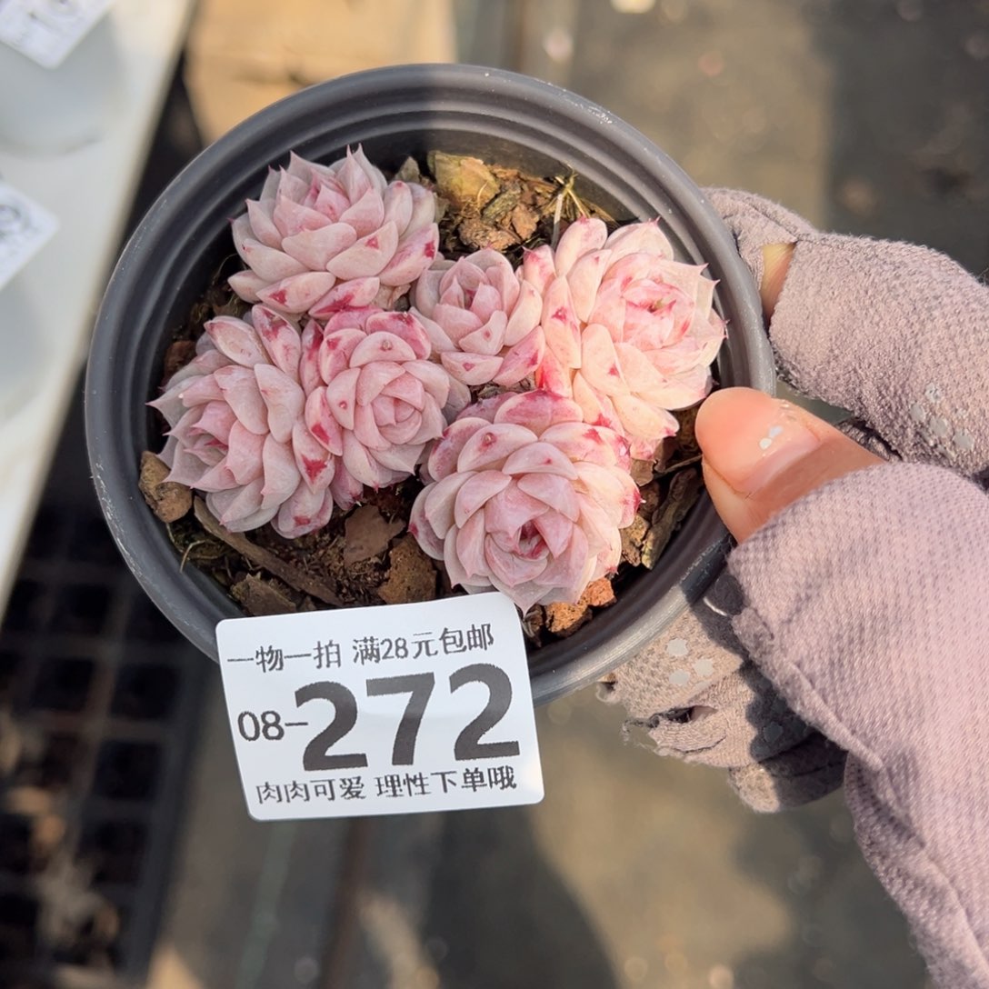 天鹅绒不包整多肉多肉多肉