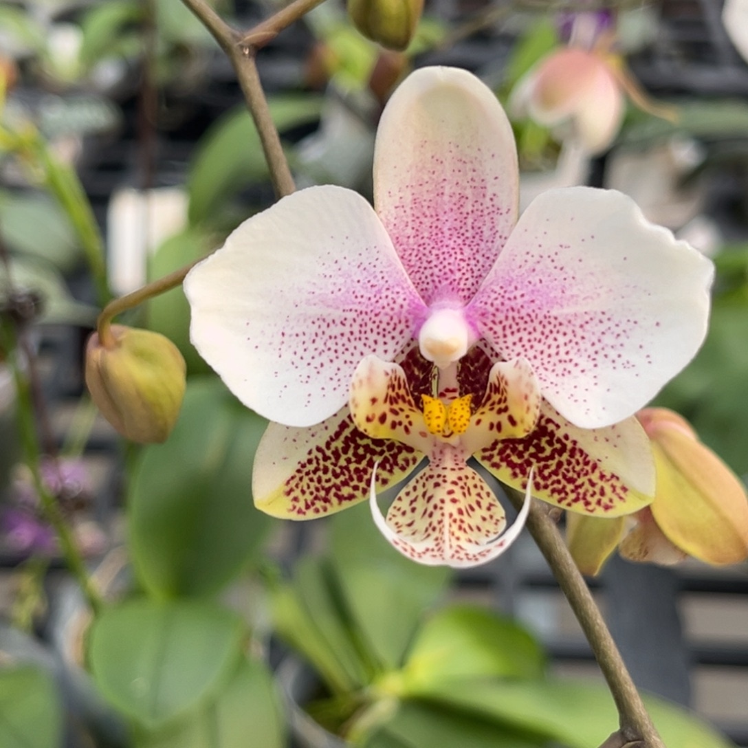 完全开放2.5寸西交白开花株