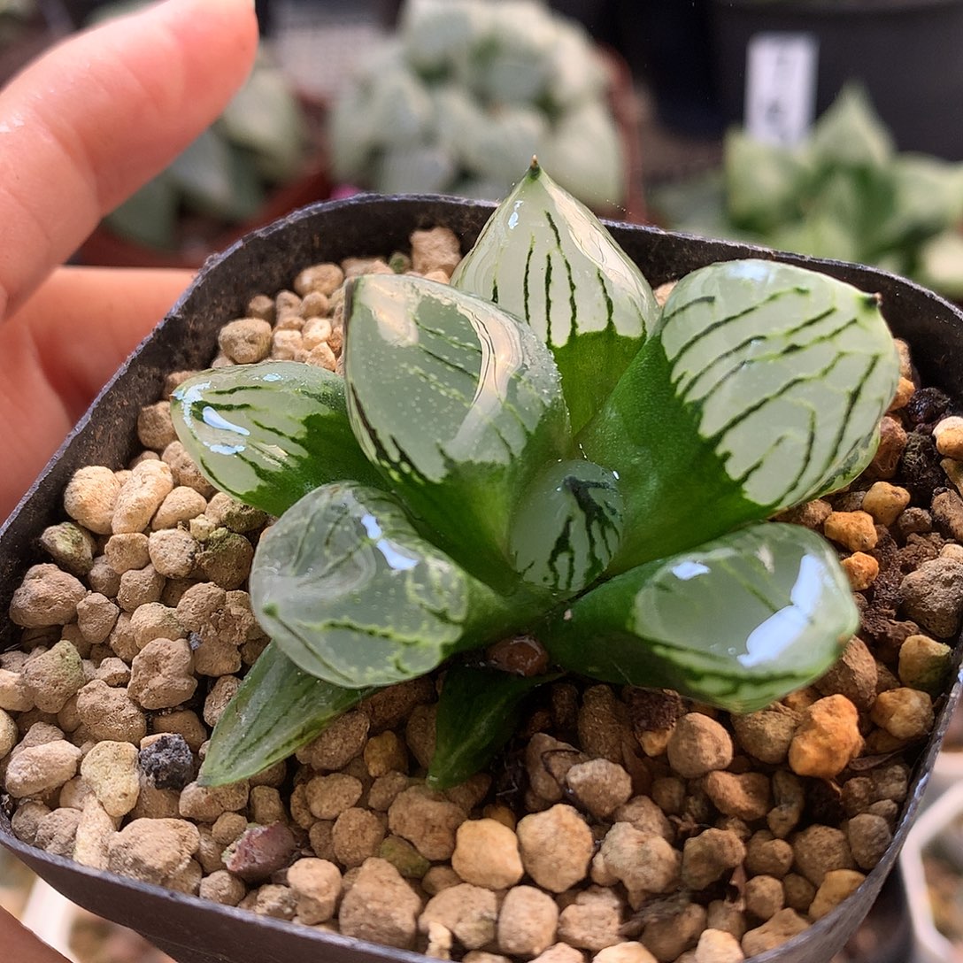 魔晶球带盆土发货