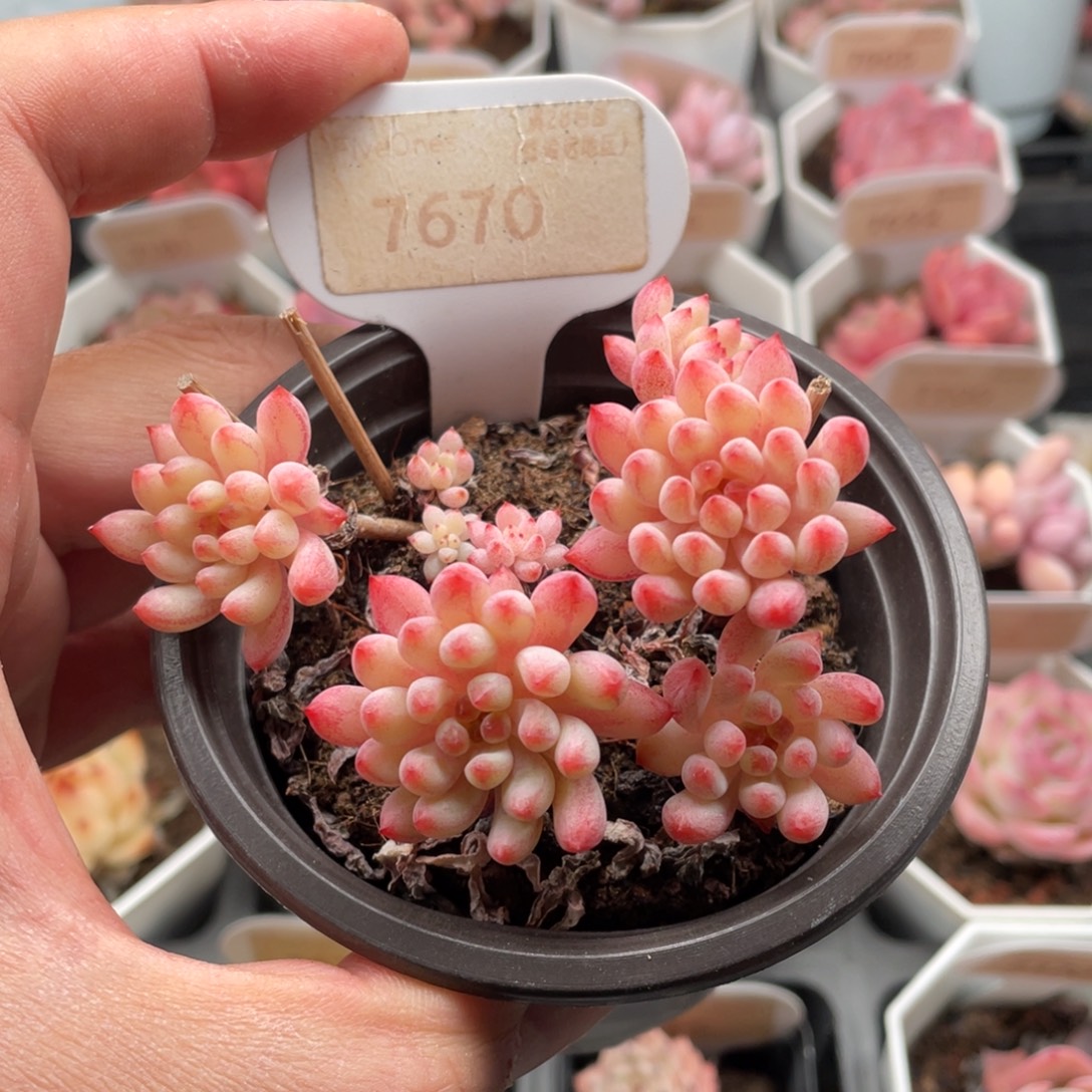 烟花7670-8.0厘米