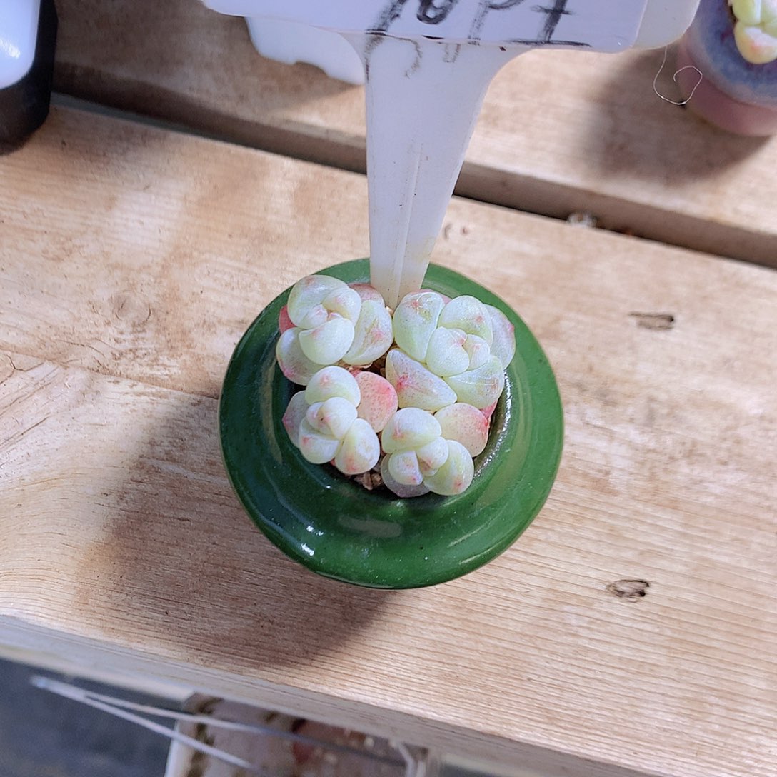 蘑菇带盆土发小叶冰玉