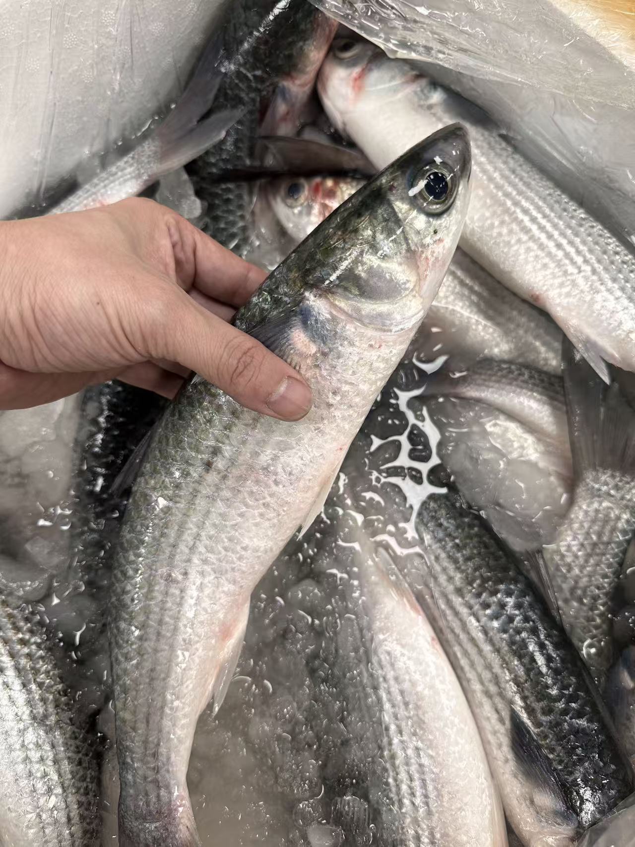 汕尾本港海鲜海乌鱼