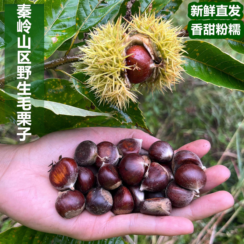 新货秦岭新鲜现摘野生小毛栗新鲜小油栗小板栗生栗正宗小毛栗子