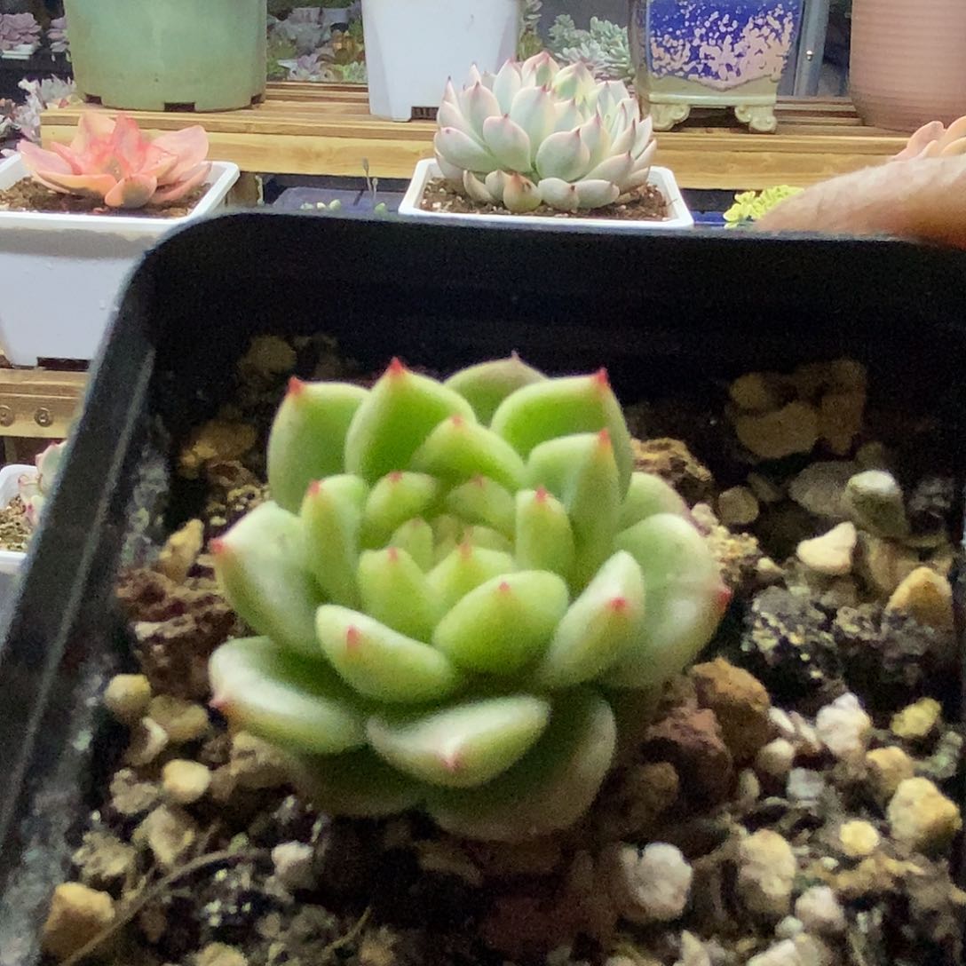 21222 灯泡珍妮多肉