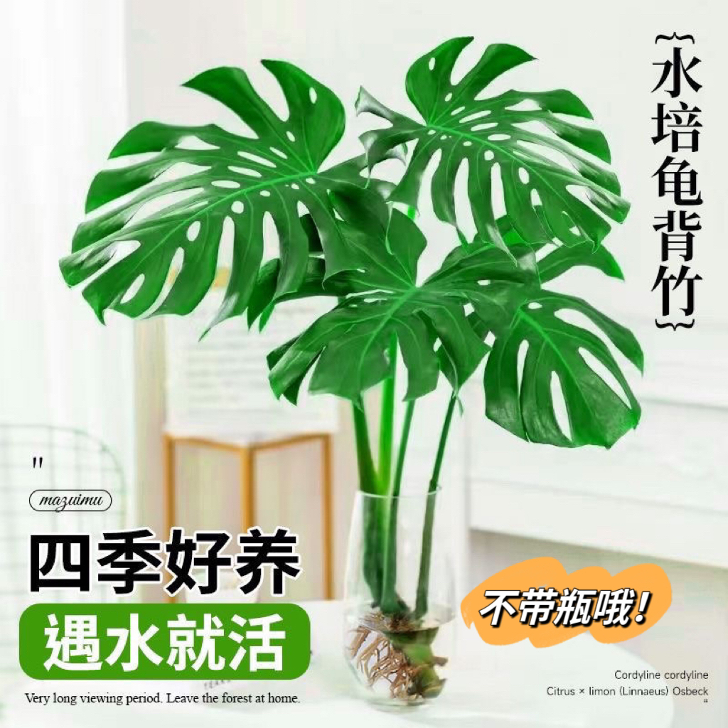 [大叶开背龟背竹]水养水培盆栽除甲醛办公室客厅绿植物