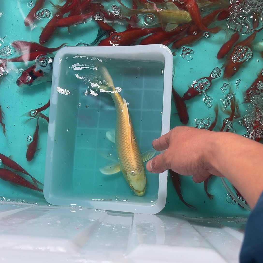 锦鲤包邮，包损，68