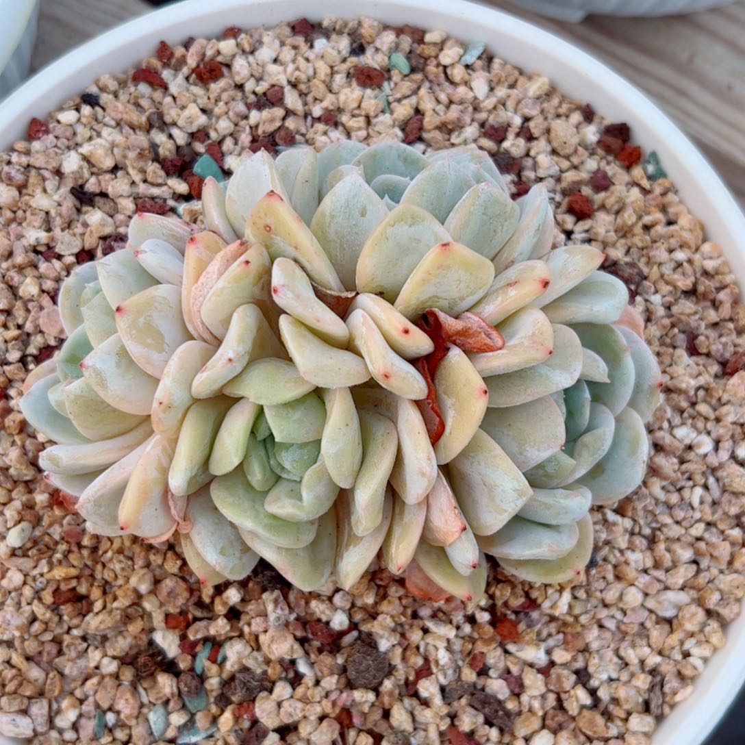 雪特自然群多肉植物