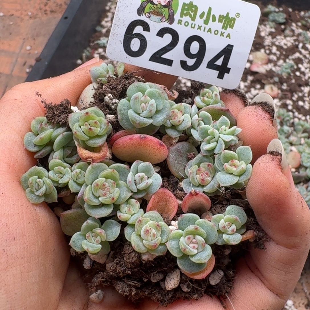 多肉植物多肉植物