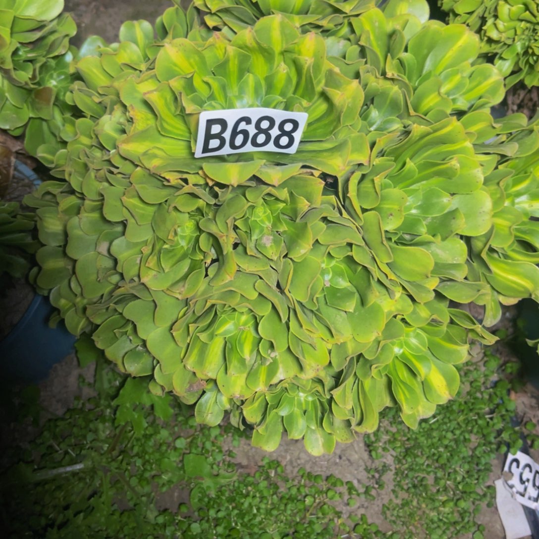 翡翠琉璃28////////53包邮