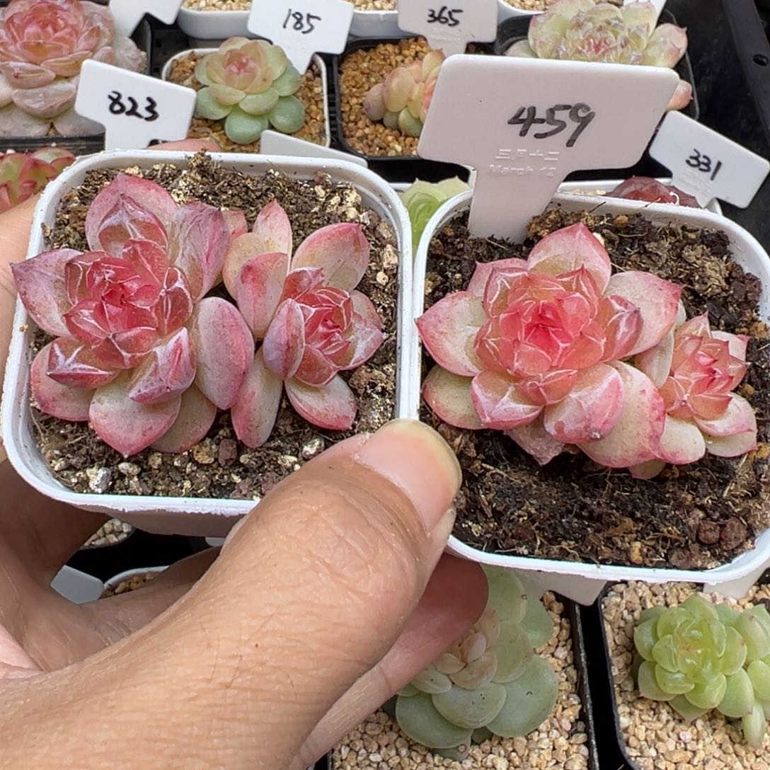 沥***沥459号胭脂两颗，晗雨