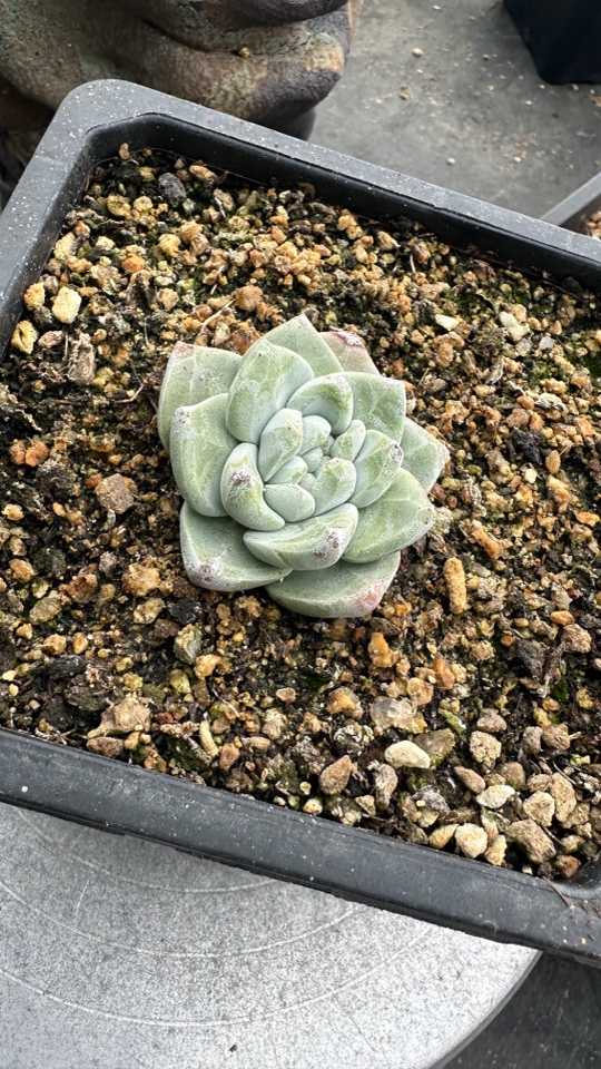 厚圆叶苹果叶仙女杯