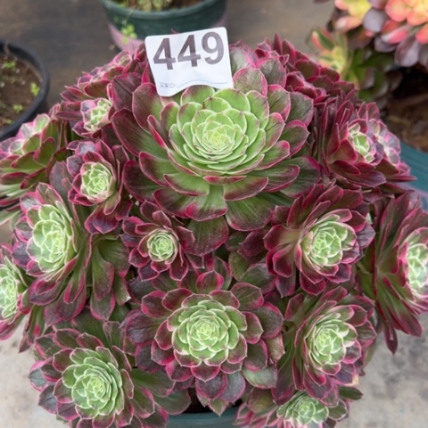 449莲花23厘米左右