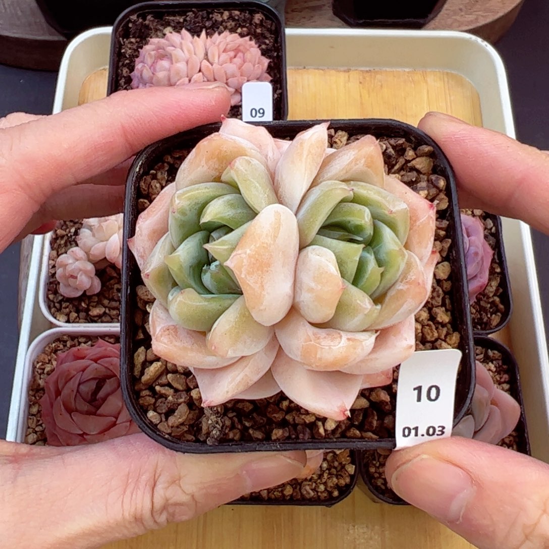 好好看10、哈哈哈哈