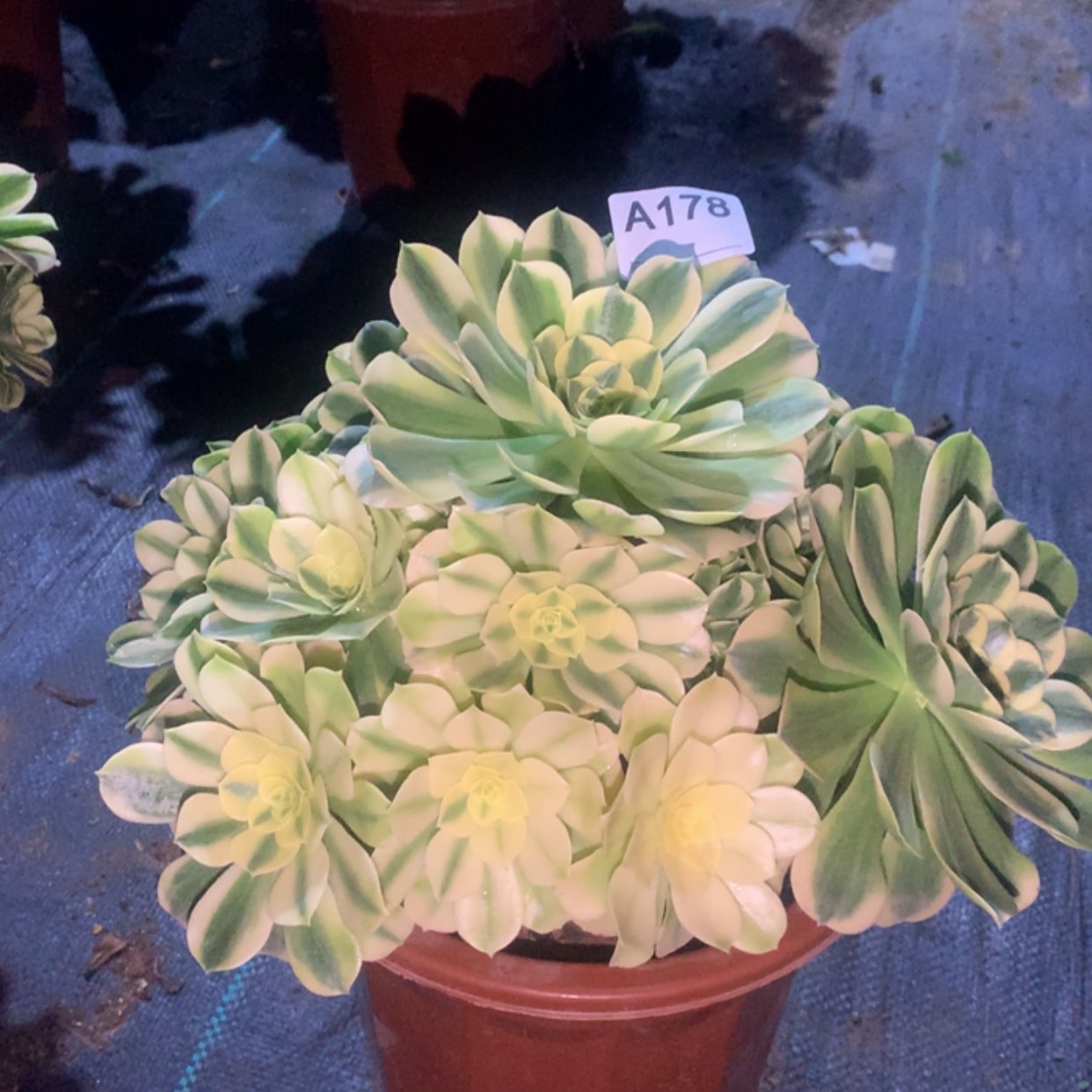 【闪购商品】178绿豆沙