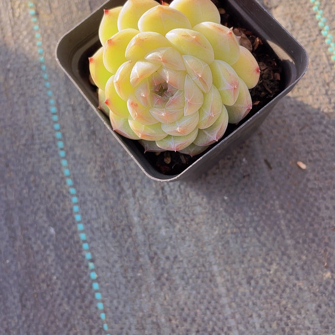 963号 天花板白桃汽水群