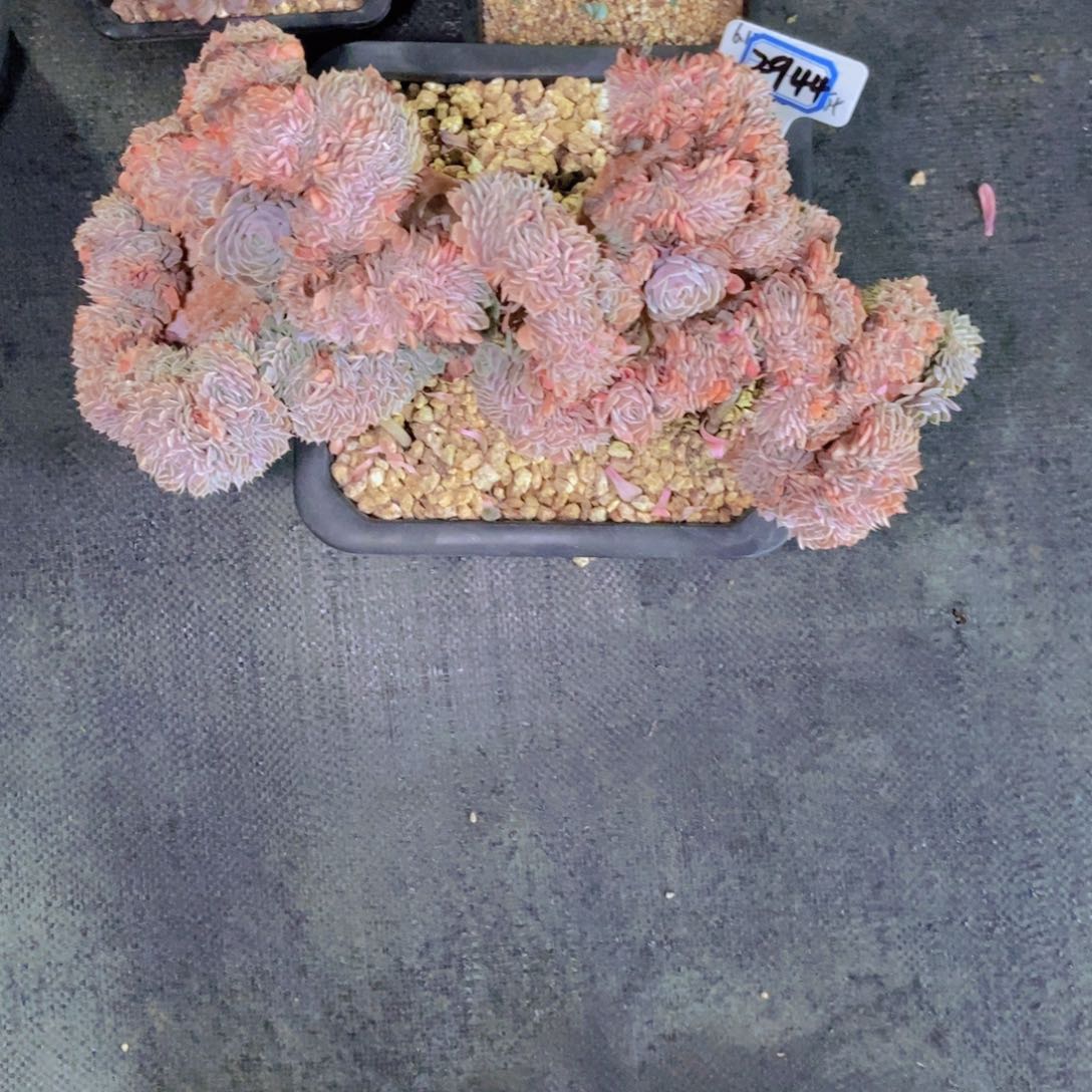 桃***桃2944大天赐缀化一颗