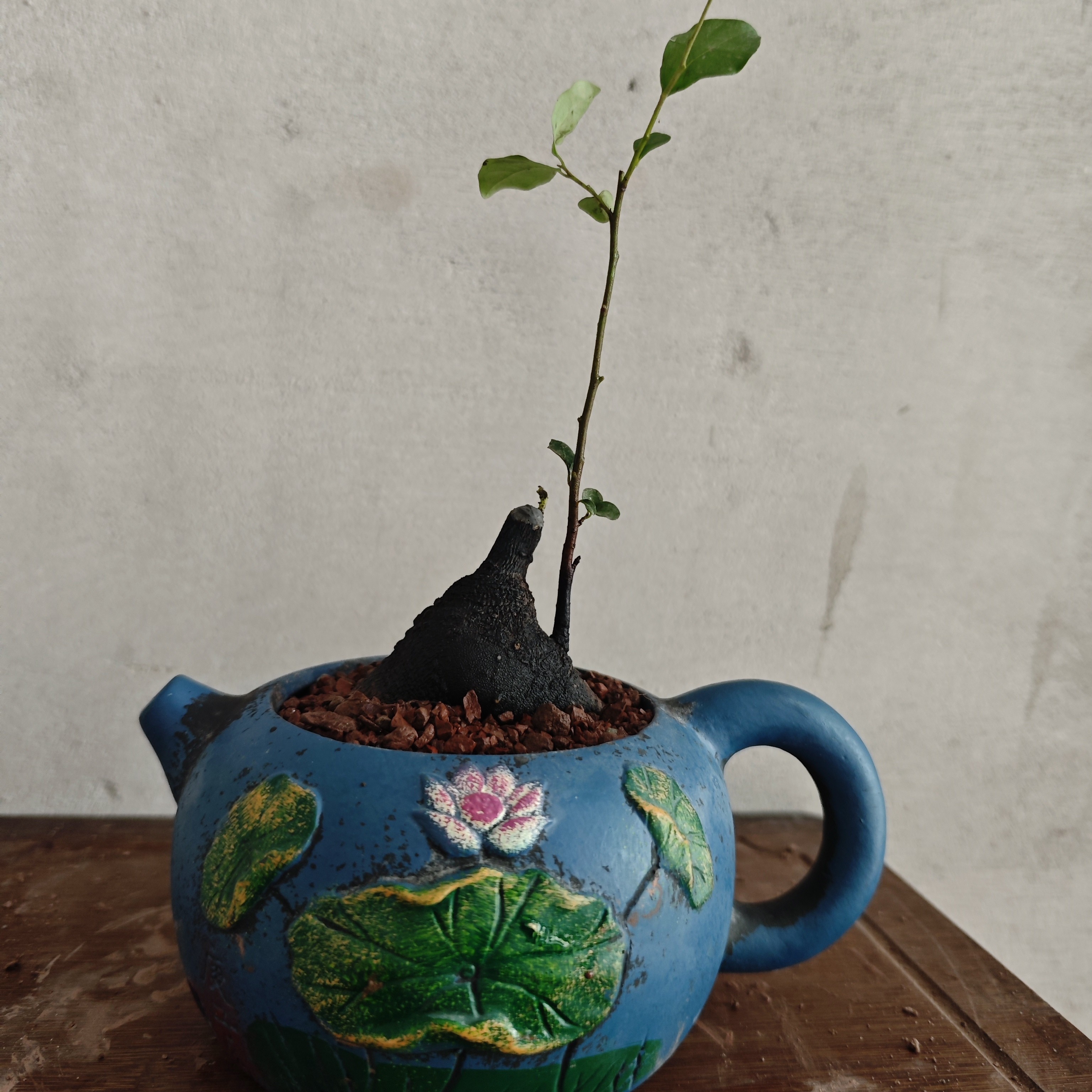 金弹子禅意茶台小品盆景