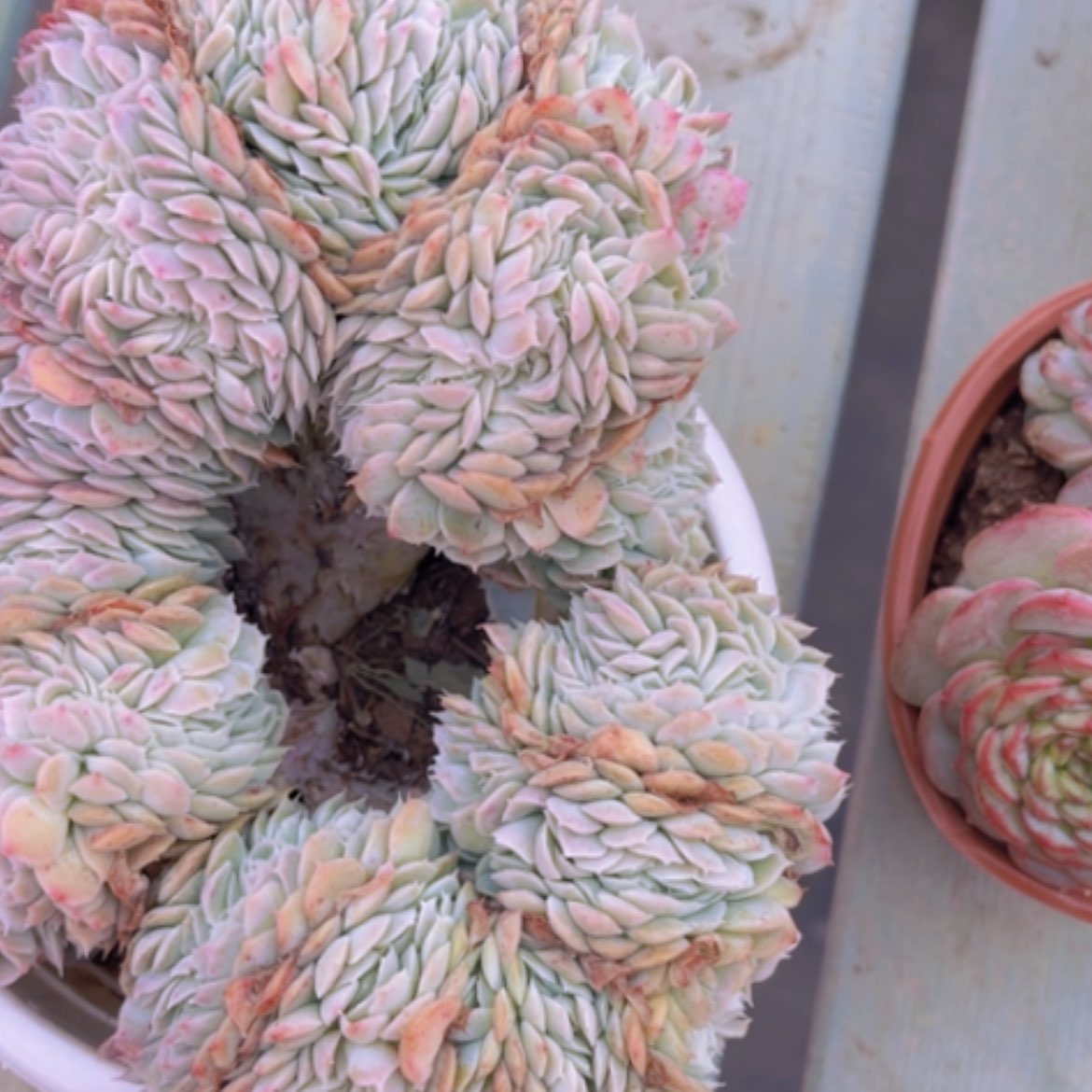 【闪购商品】香妃缀03281