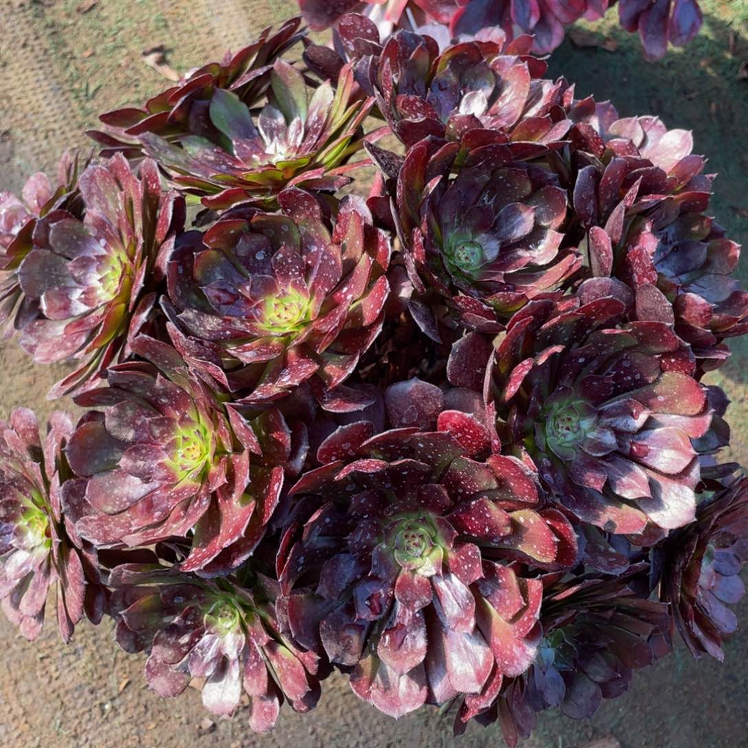 645美罗精品法师老桩