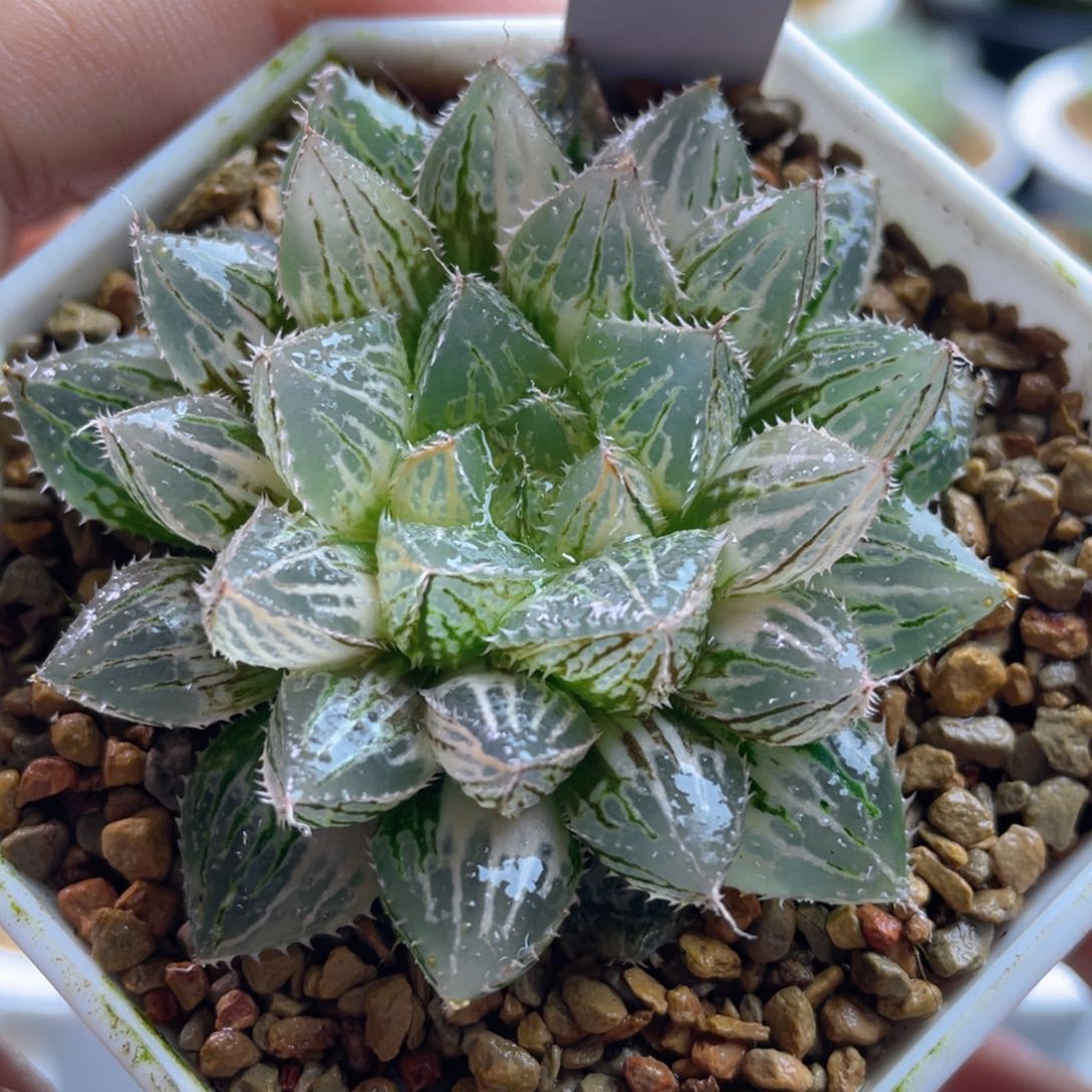 10.十二卷多肉楼兰玉露锦。