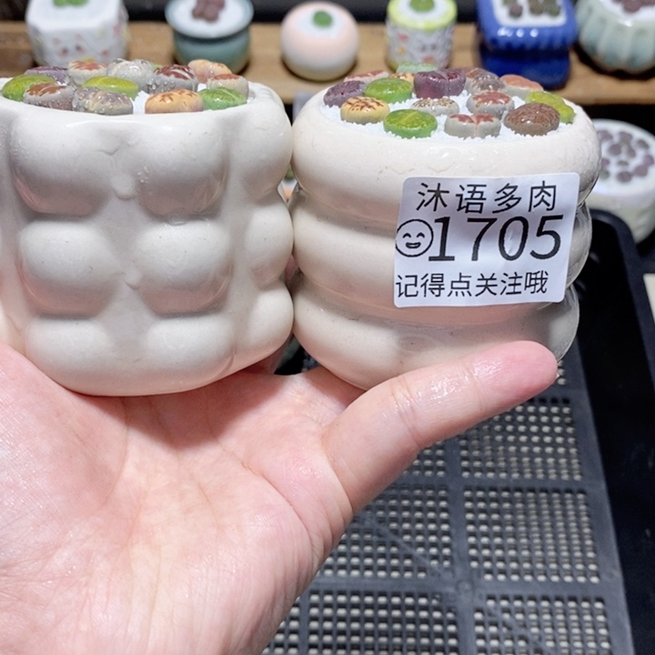 精美盆栽 一物一拍1705