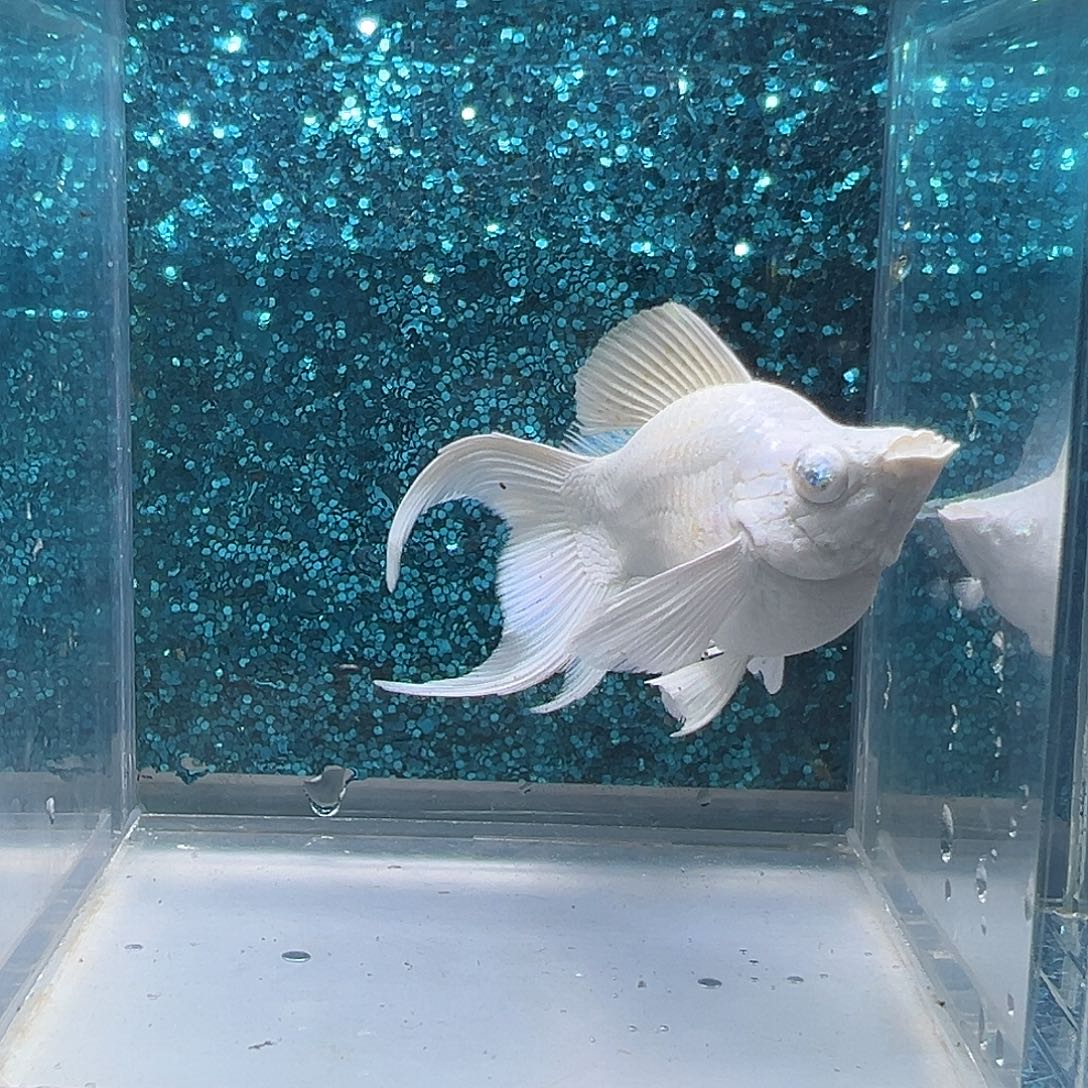 孔雀鱼瓷白玛丽一对0016