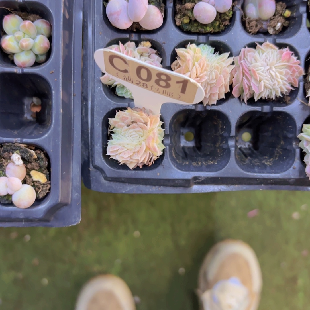 C081虾饺杂交缀一物一拍