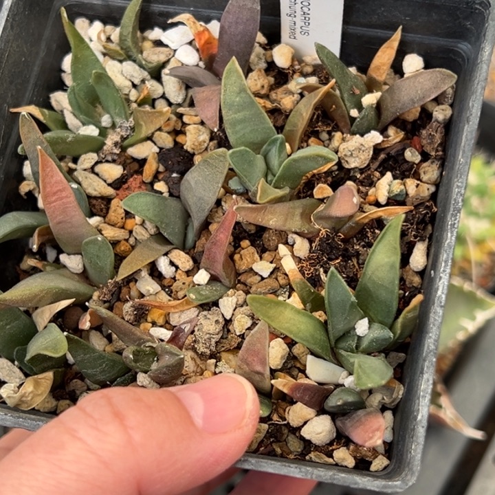 实生有编号牡丹一棵仙人球