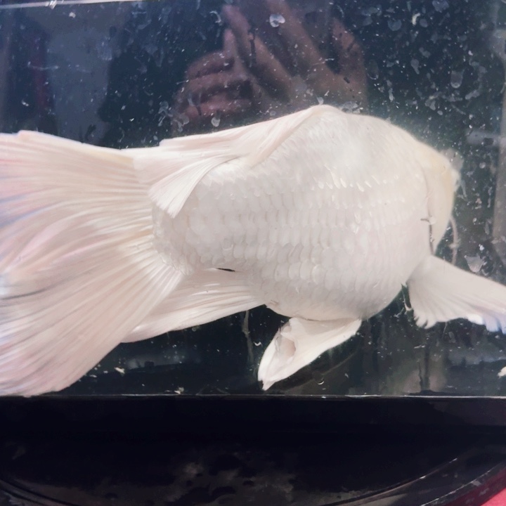 蝴蝶鲤鱼蝴蝶鲤包邮110