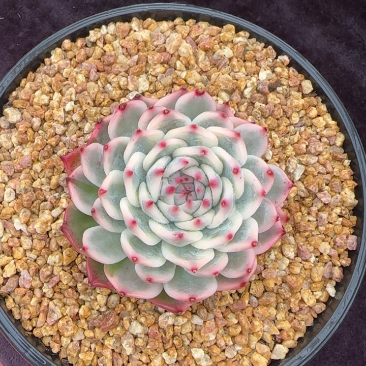 9厘米左右一物一拍的