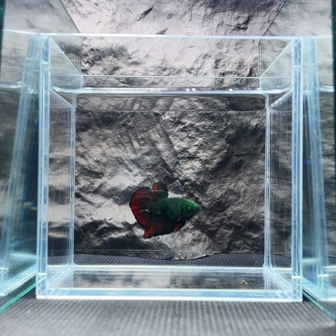 斗鱼精品精品精品精品精品