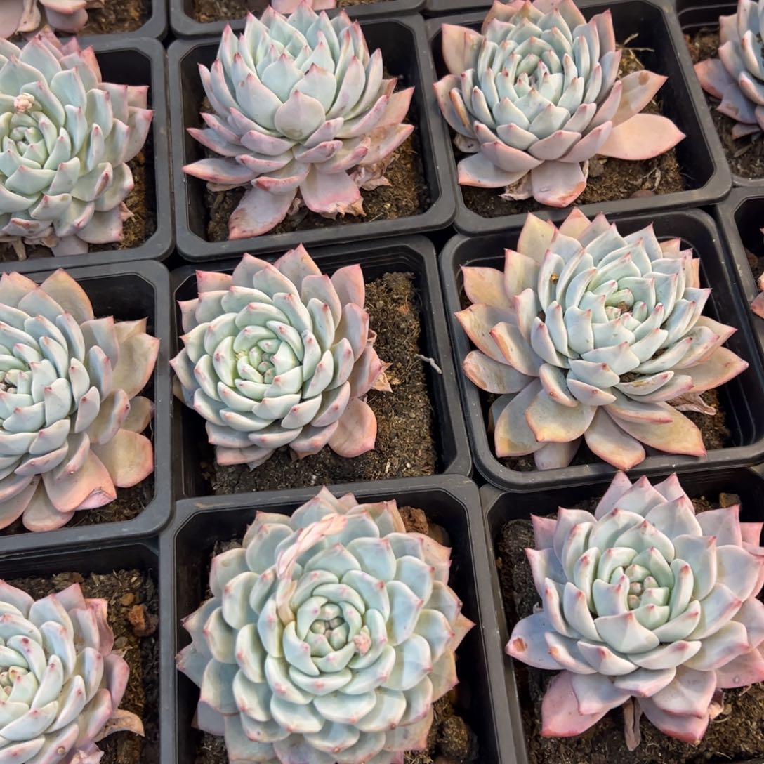 粉蓝鸟，福利多多！