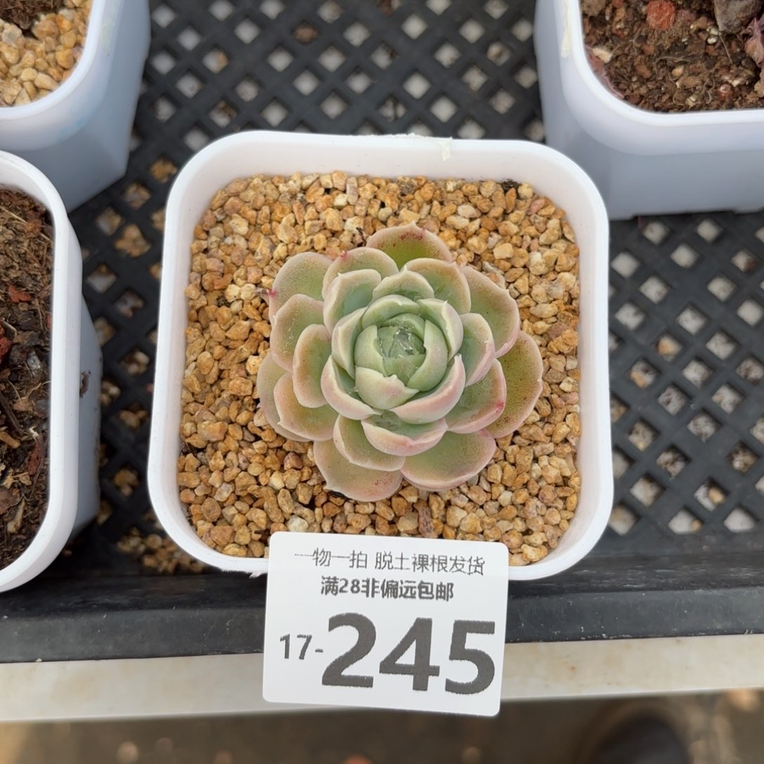 水晶虾饺单头多肉