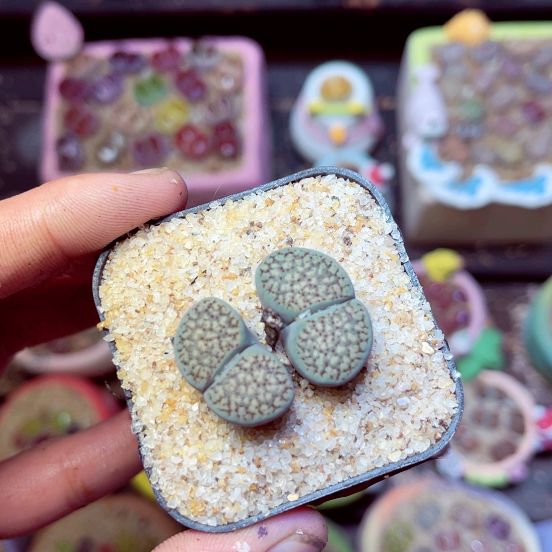 172生石花带盆发1