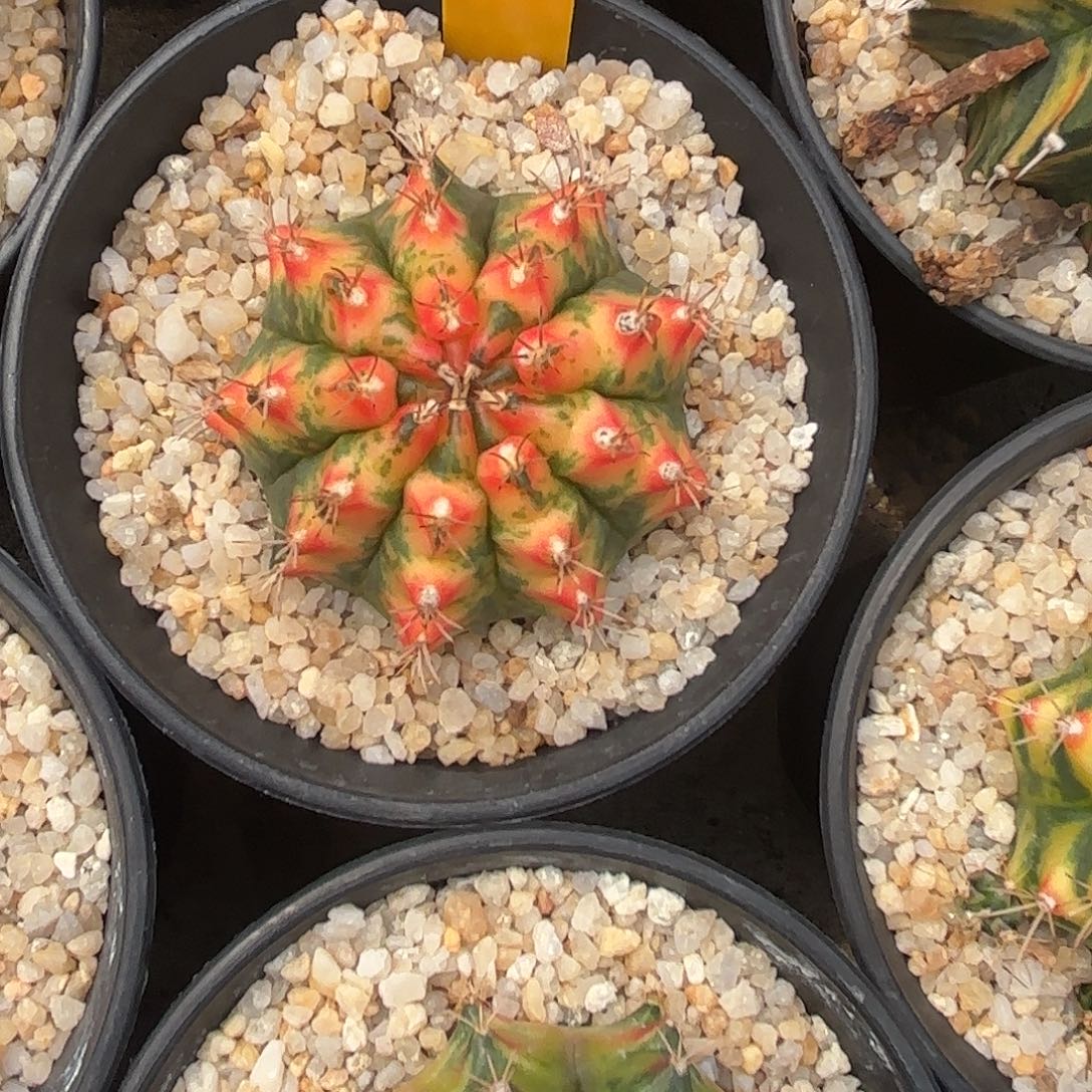 8-0927泰国发货多肉