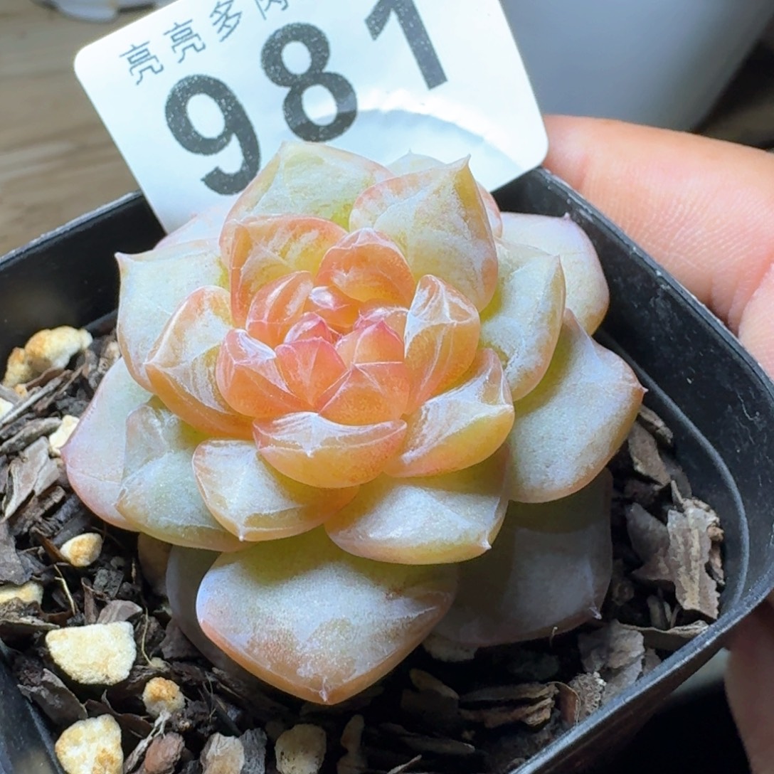 优选软糖            精美多肉植物