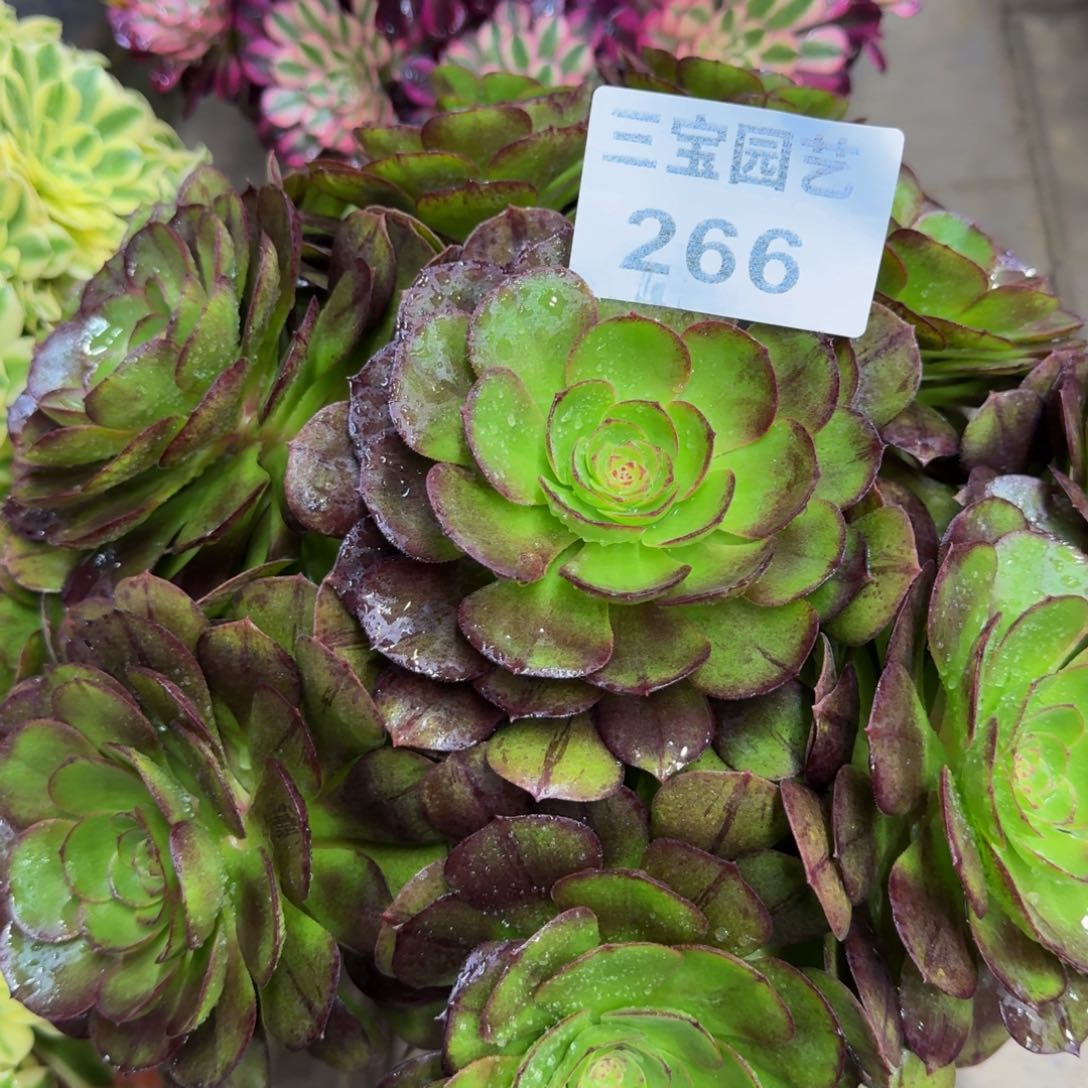 @*张多肉植物266黑魔