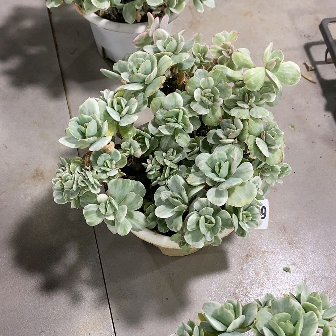 笑*″719碧桃锦多肉植物