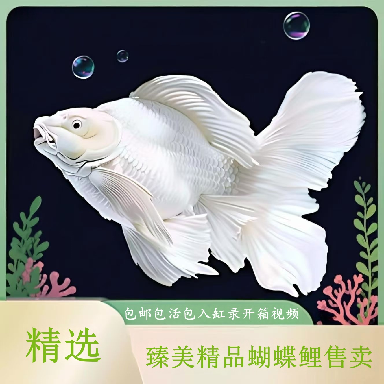 精选蝴蝶鲤观赏鱼大鳍长尾短身球体普身冷水鱼好养耐活
