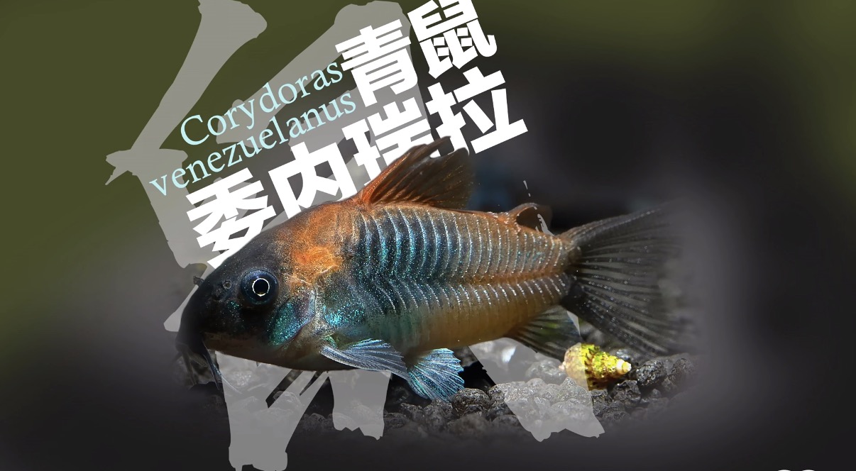 委内瑞拉青鼠 热带观赏鱼底层清洁必备活体淡水耐养