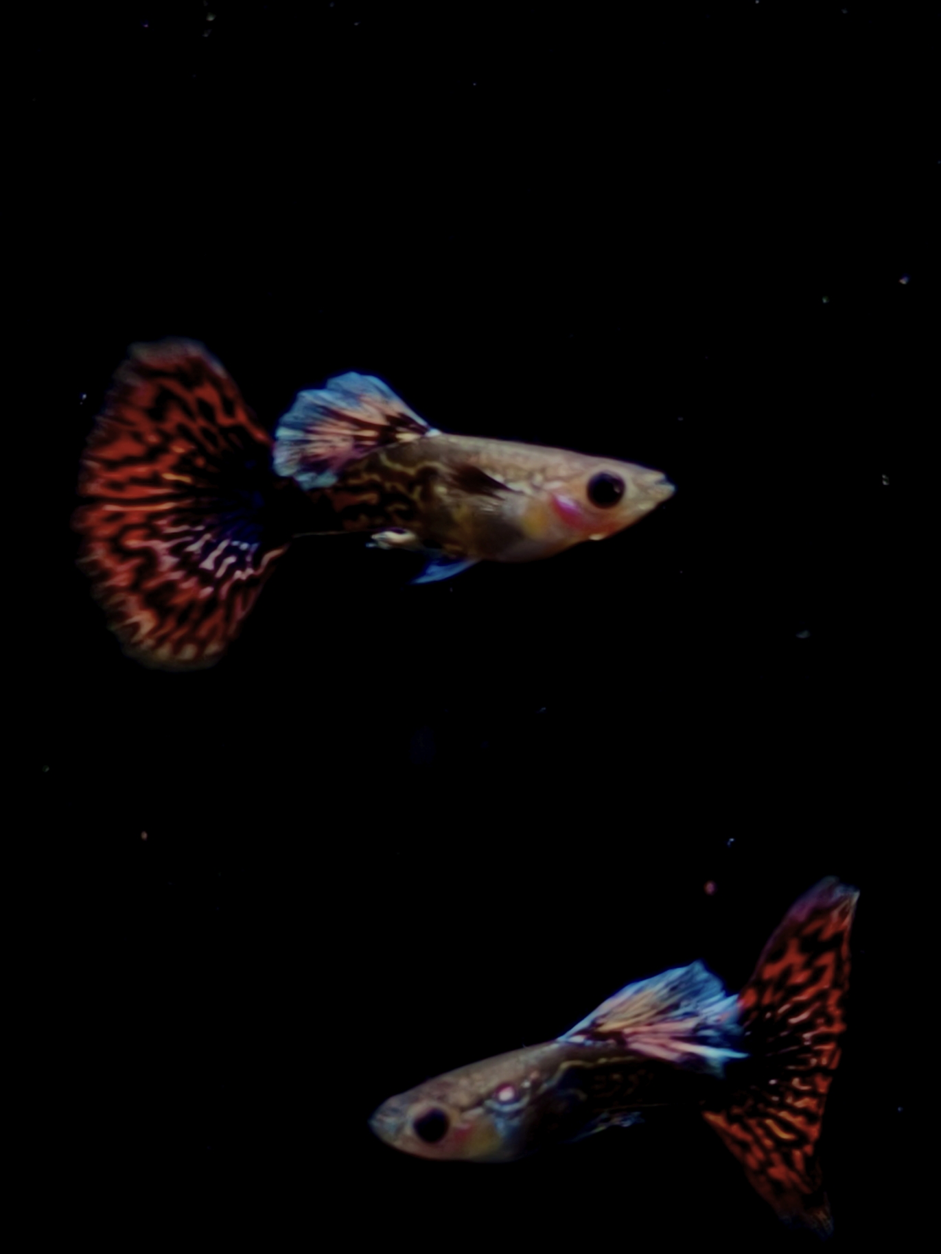 越系红龙孔雀鱼，小型热带淡水鱼可观赏繁殖皮实好养活胎生